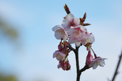 薄寒桜＿１