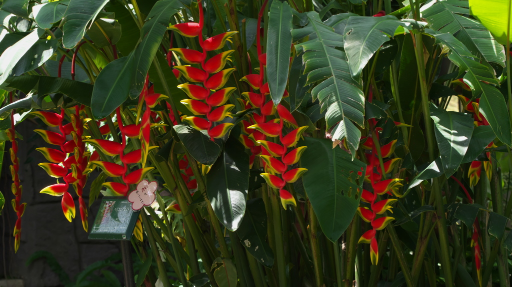 ヘリコニア　ロストラタ＿１