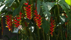 ヘリコニア　ロストラタ＿１