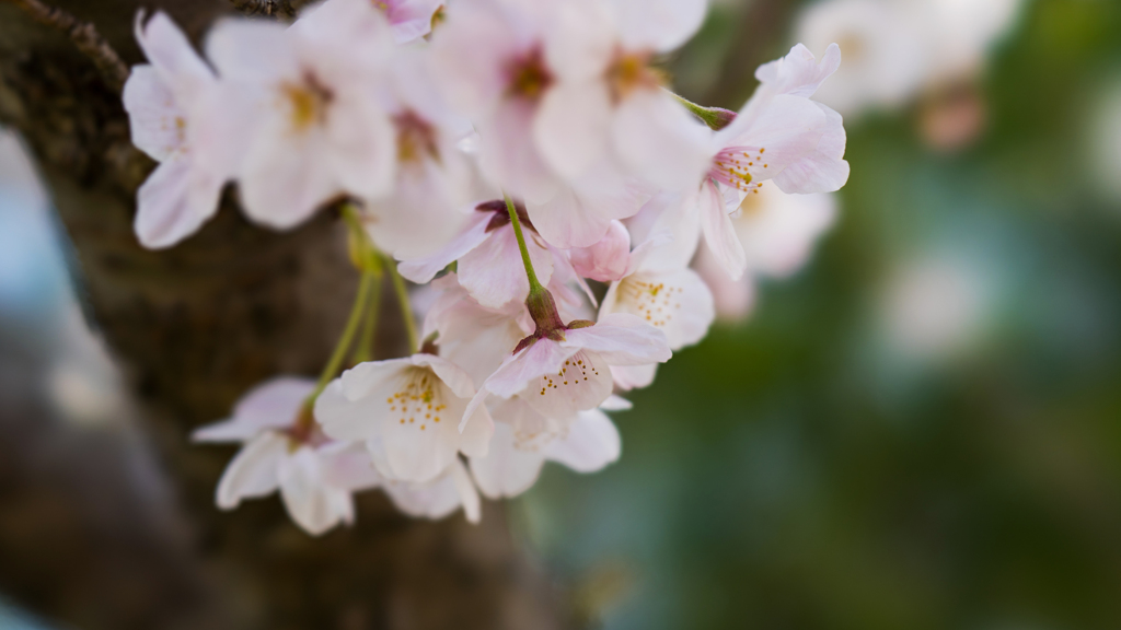 桜・２＿４