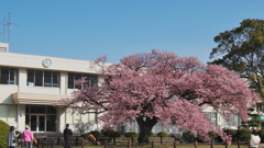 寒桜・７