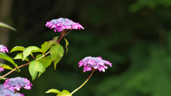 アジサイ・３６