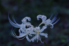 彼岸花・４０