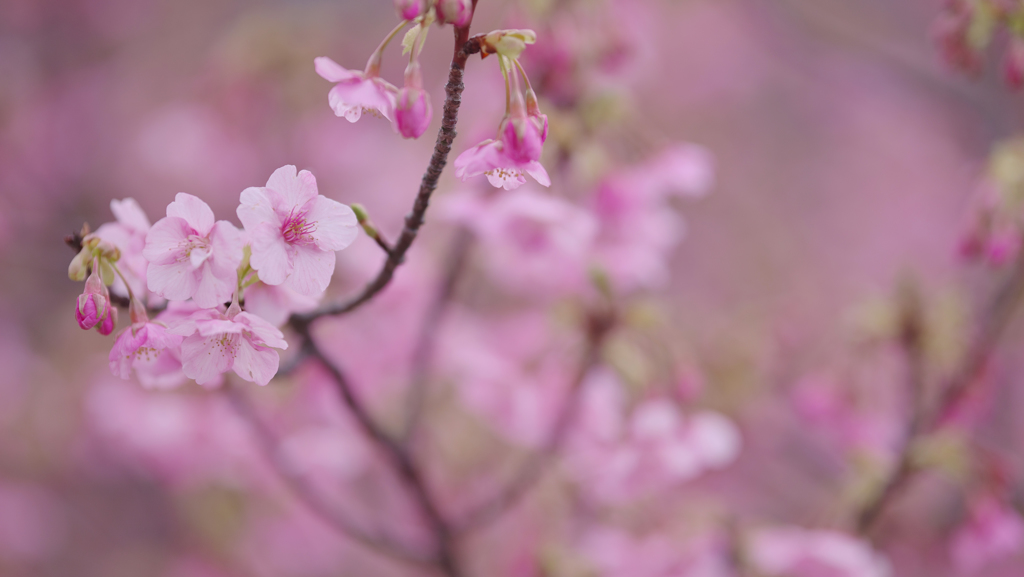 河津桜・１９＿１０
