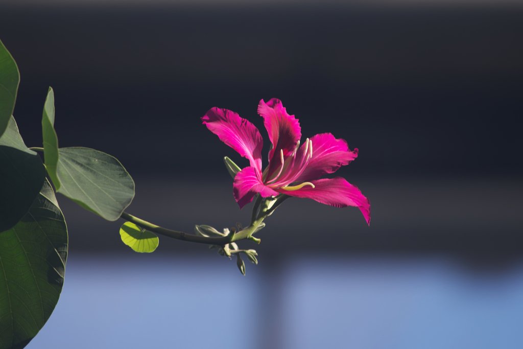 オオバナソシンカ