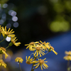 石蕗の花＿１
