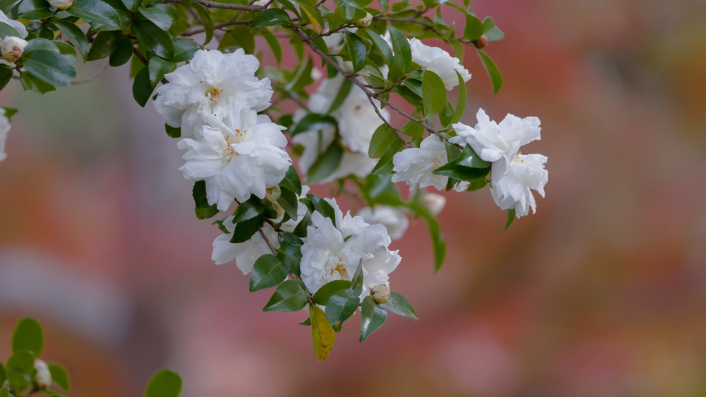 山茶花・３