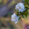 山茶花・４