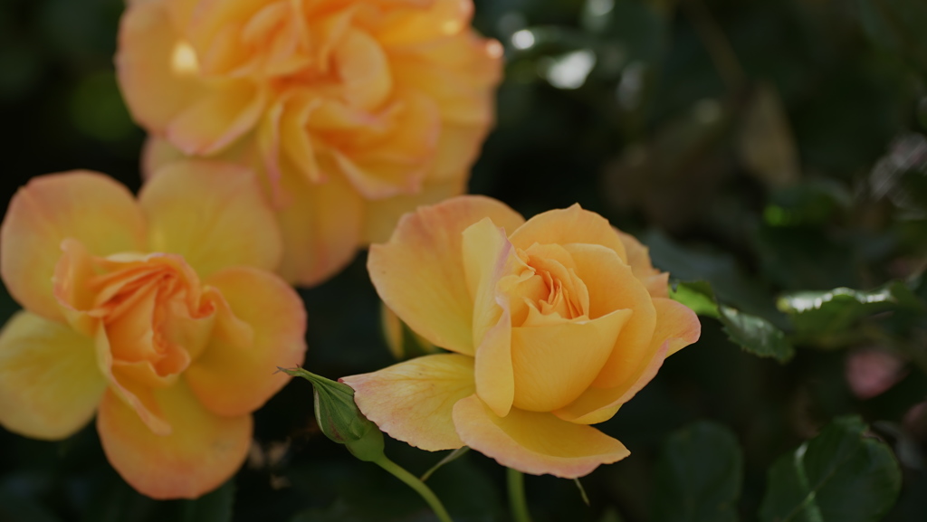 春バラ・３０＿３２