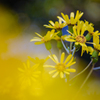 石蕗の花＿３