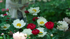 芍薬・１＿１８