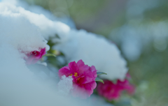 山茶花＿１６