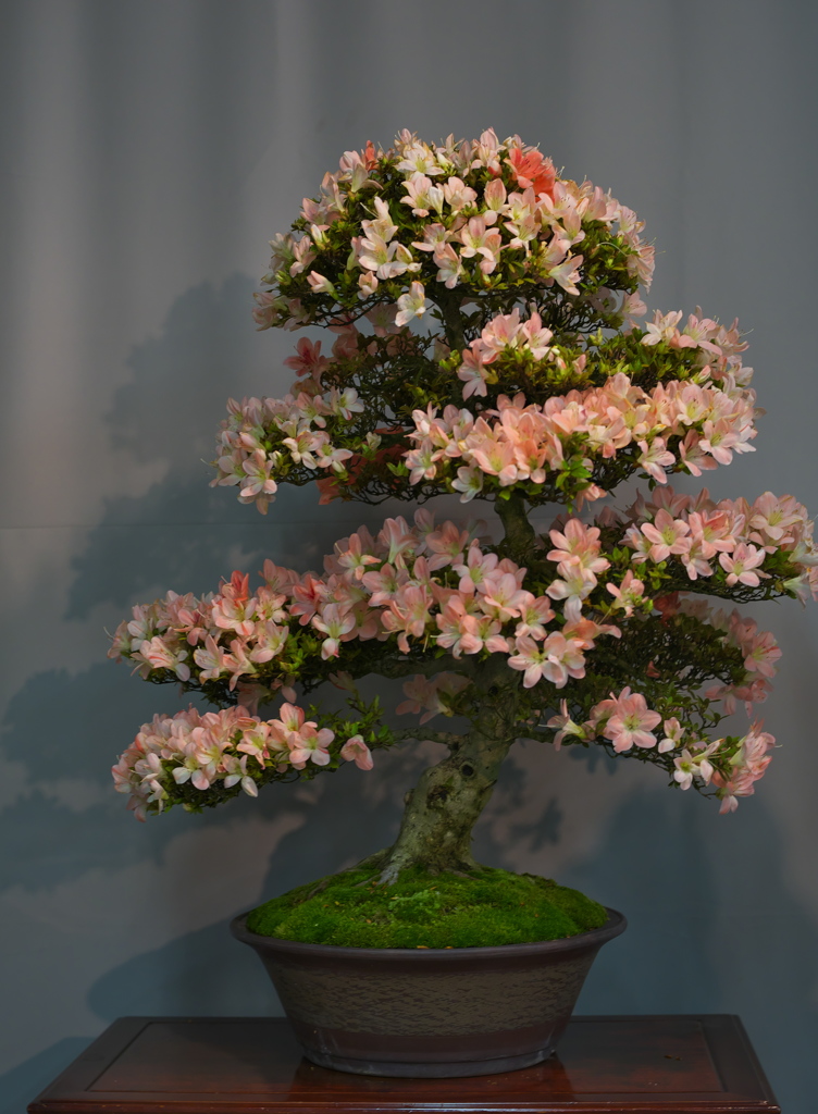 さつき盆栽展３０＿１２