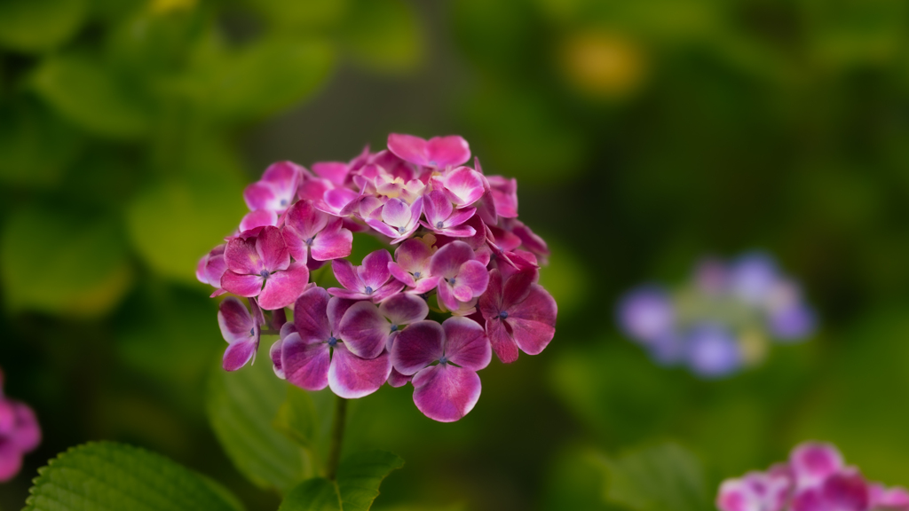 紫陽花＿１１