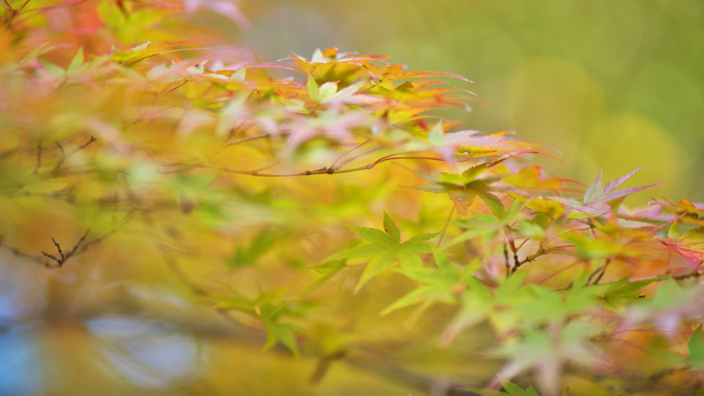紅葉探索・３７