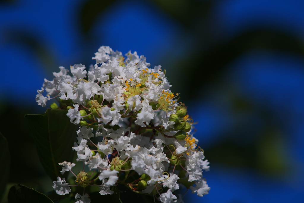 盛夏の花・１