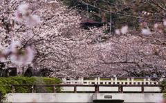 桜・４＿１