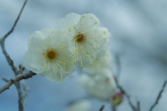 梅　花＿５