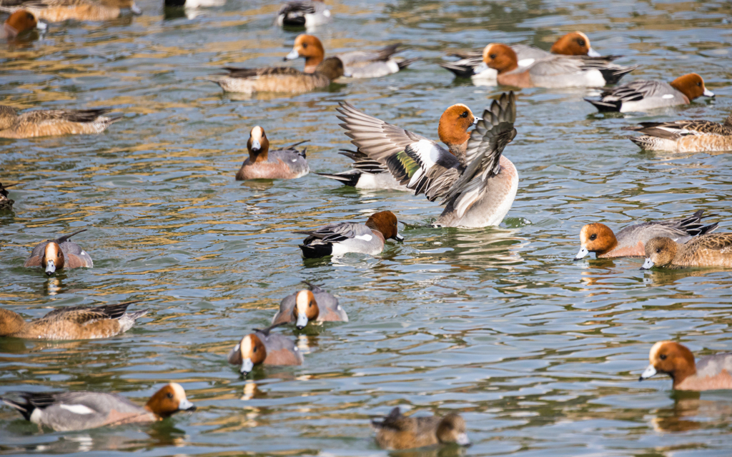維新公園の野鳥達＿５