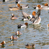 維新公園の野鳥達＿５