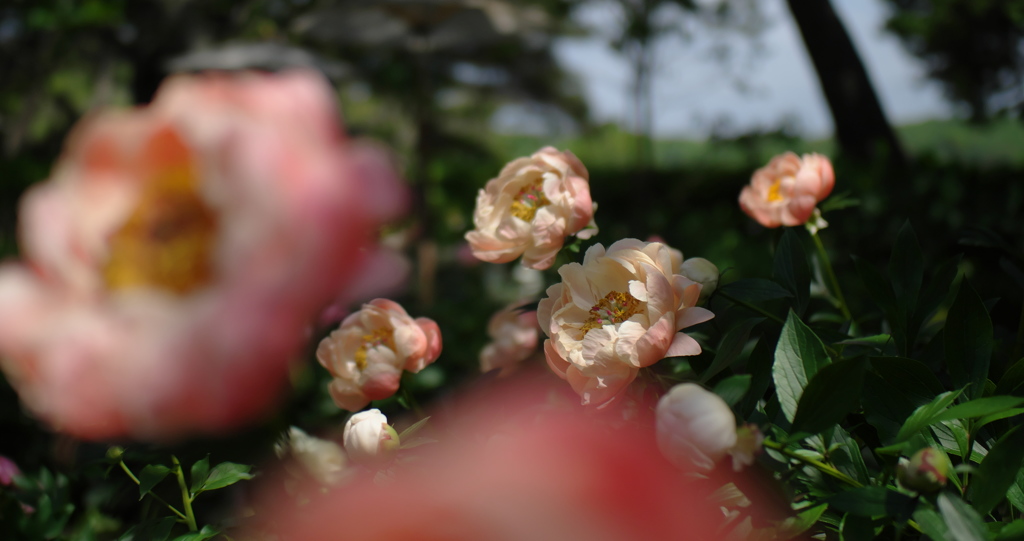 芍薬＿２２