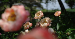芍薬＿２２