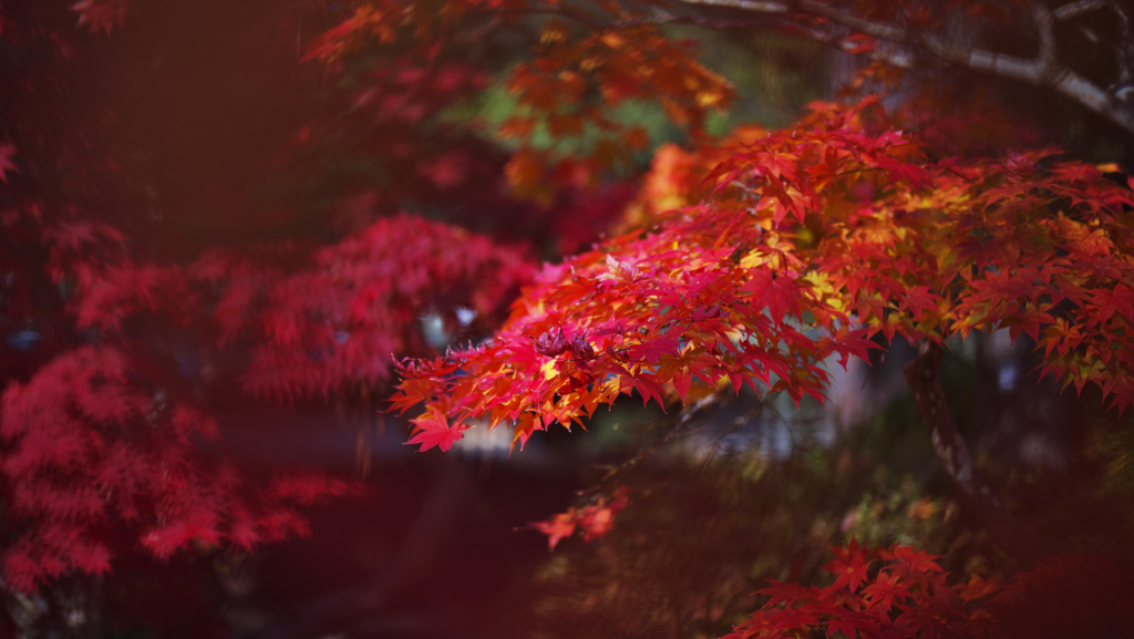 紅葉探索・２７