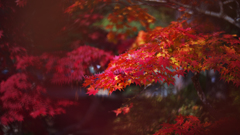 紅葉探索・２７