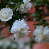 山茶花・２