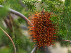 ヒースバンクシア