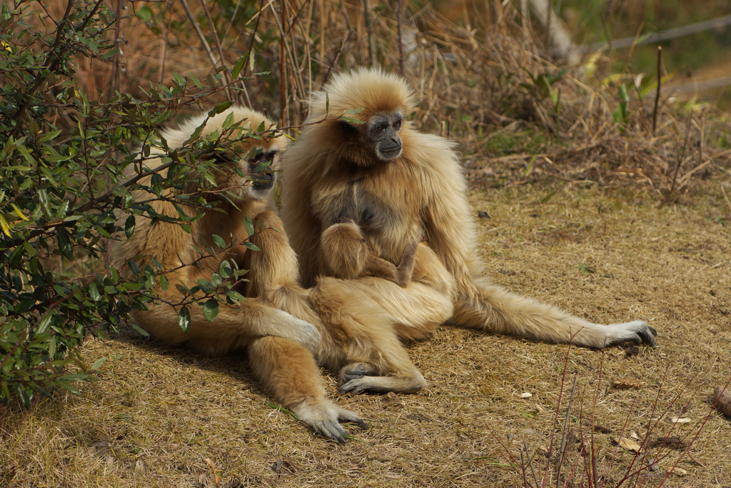 シロテナガザル・８