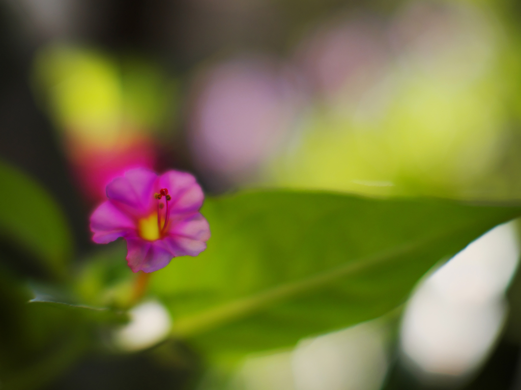 試写・１ NOKTON 42.5mm F0.95（マイクロフォーサーズ）