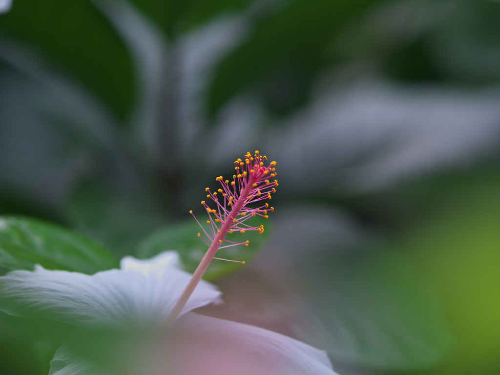 ハイビスカス・２