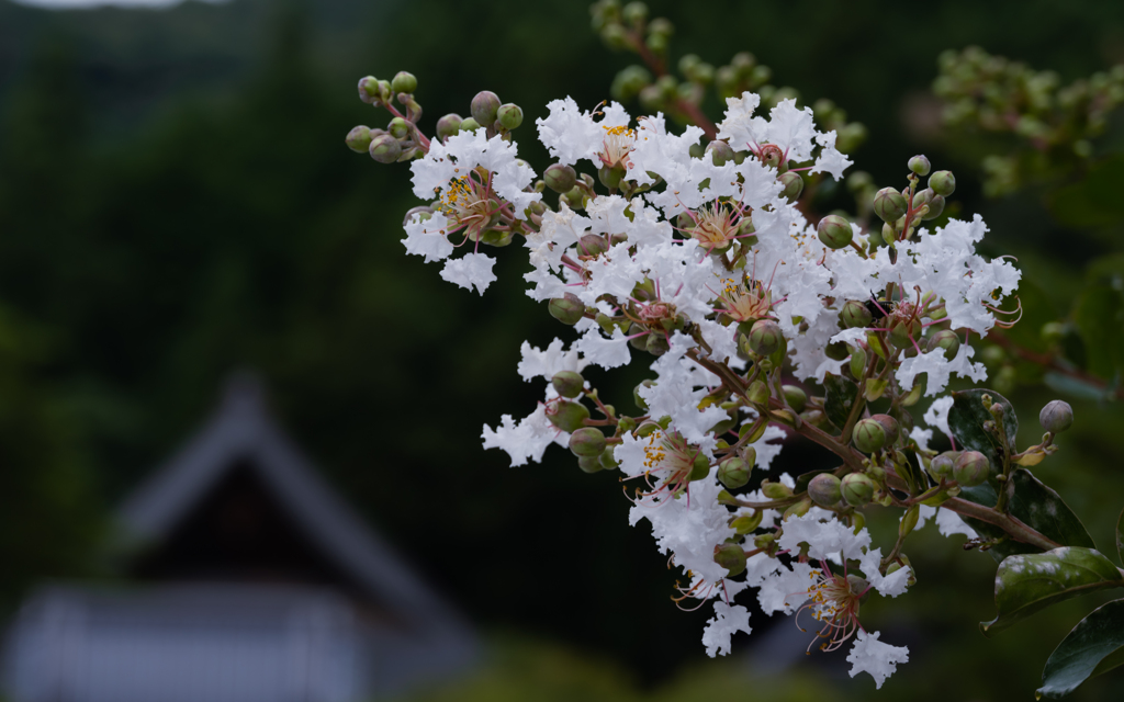 試写２・NIKKOR Z 12-200mm f/4-6.3 VR