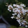試写２・NIKKOR Z 12-200mm f/4-6.3 VR