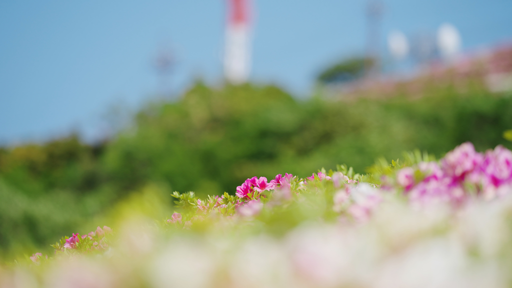 大平山 山頂公園のツツジ＿１９・１０