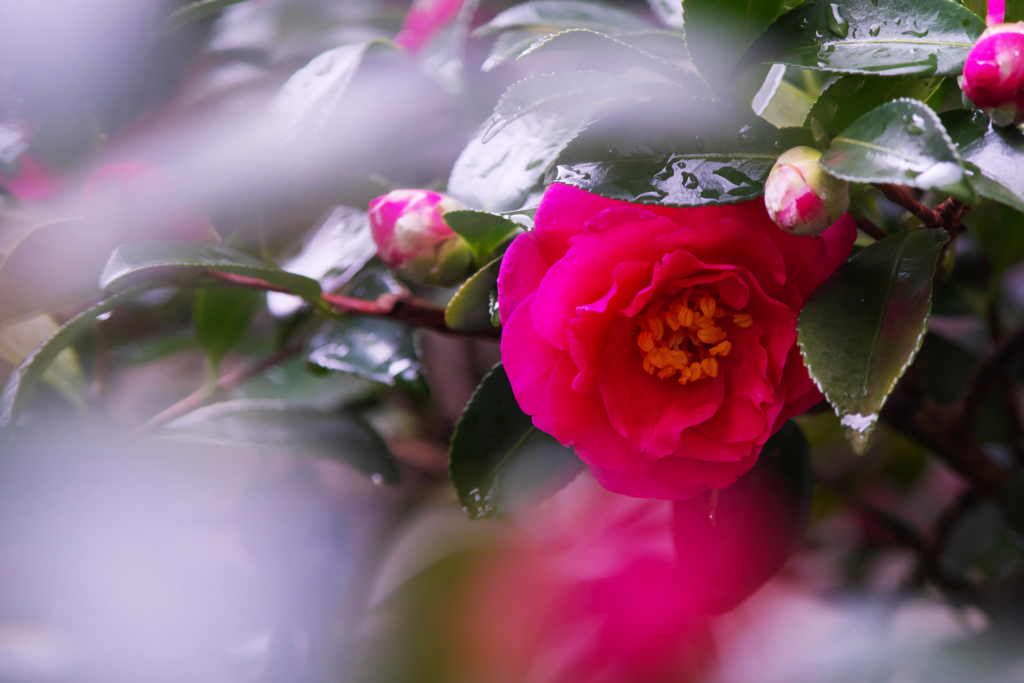 山茶花＿３０＿６
