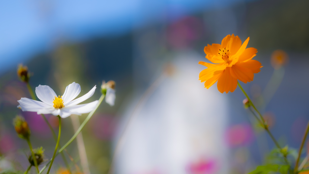 秋　桜・２２＿６