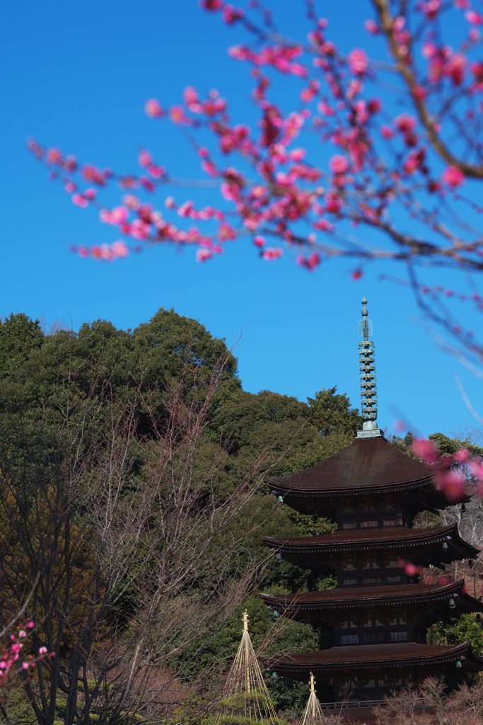 梅花と五重塔＿４