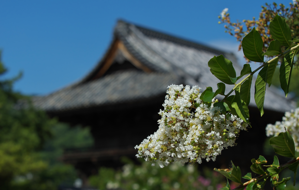 百日紅１＿４