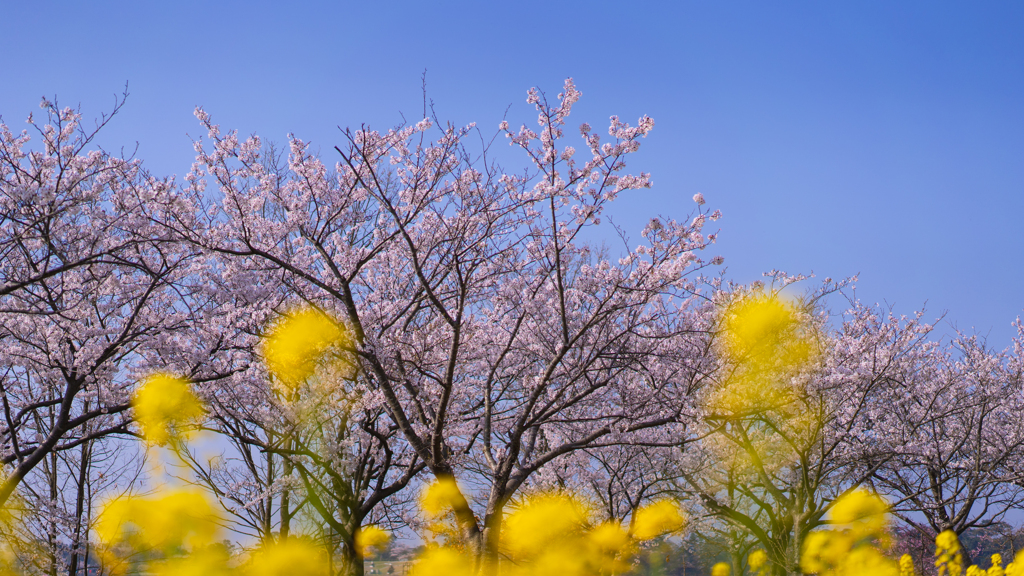 ときわ公園の桜＿１２