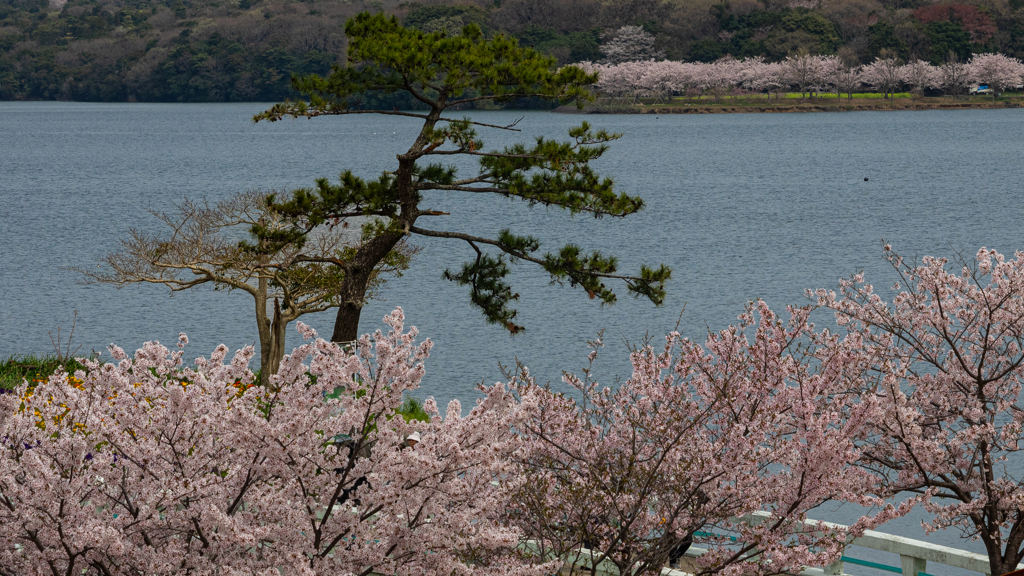 ときわ公園の桜＿５