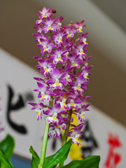 エビネラン・２＿５