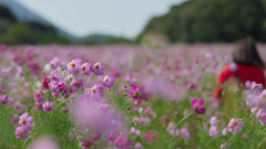 秋　桜・１＿２６