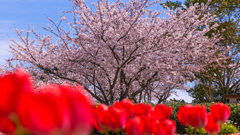 桜・ときわ公園１２