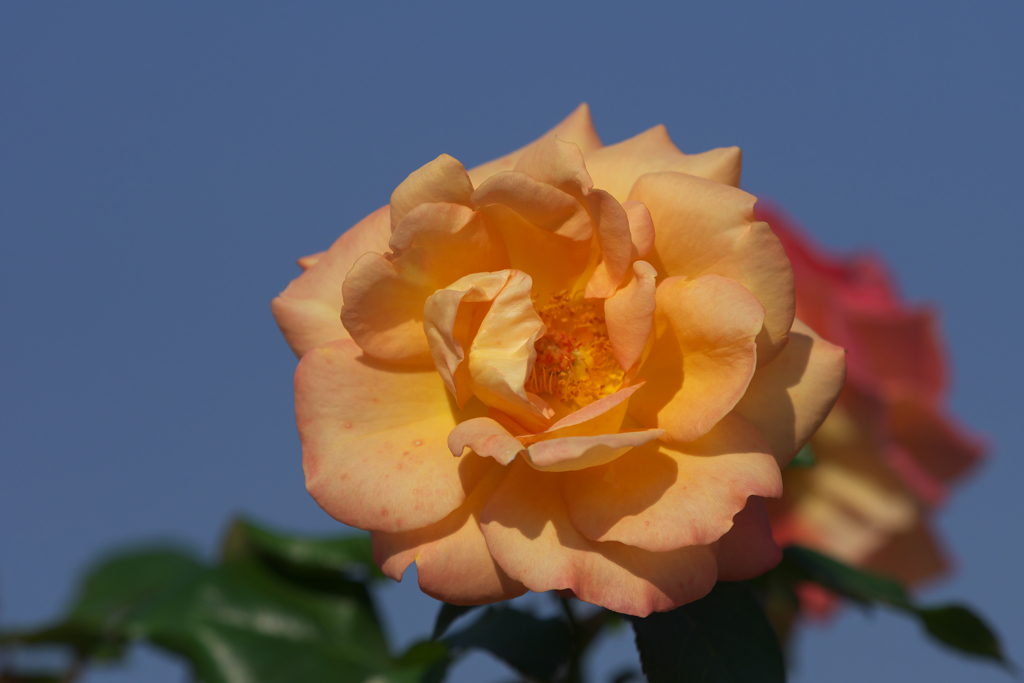 秋薔薇・１