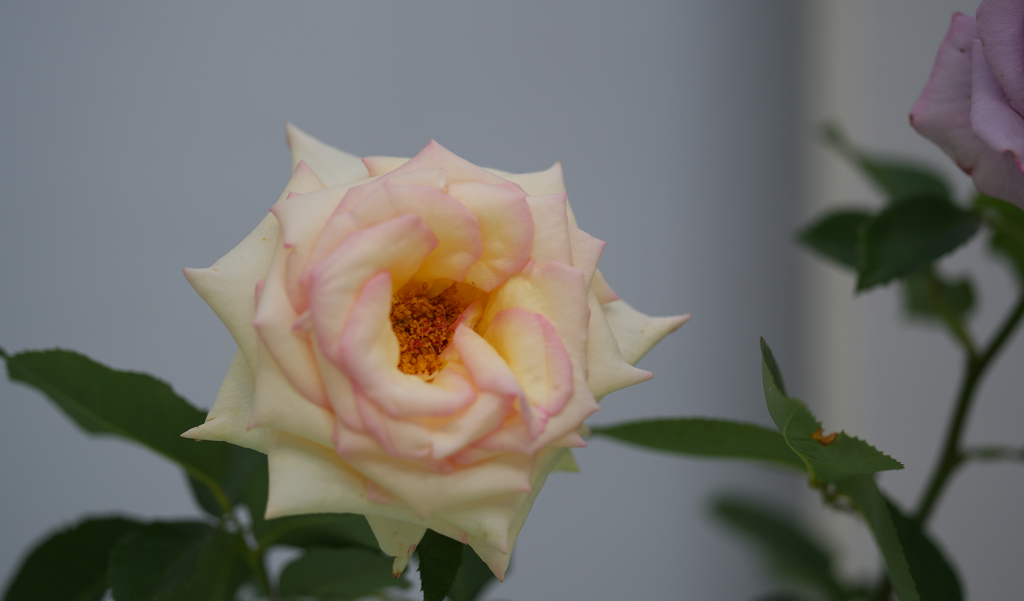 春のバラ展・１９＿１７
