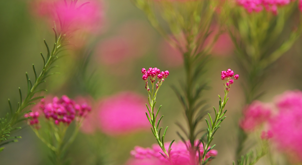 ライスフラワー＿２