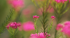 ライスフラワー＿２