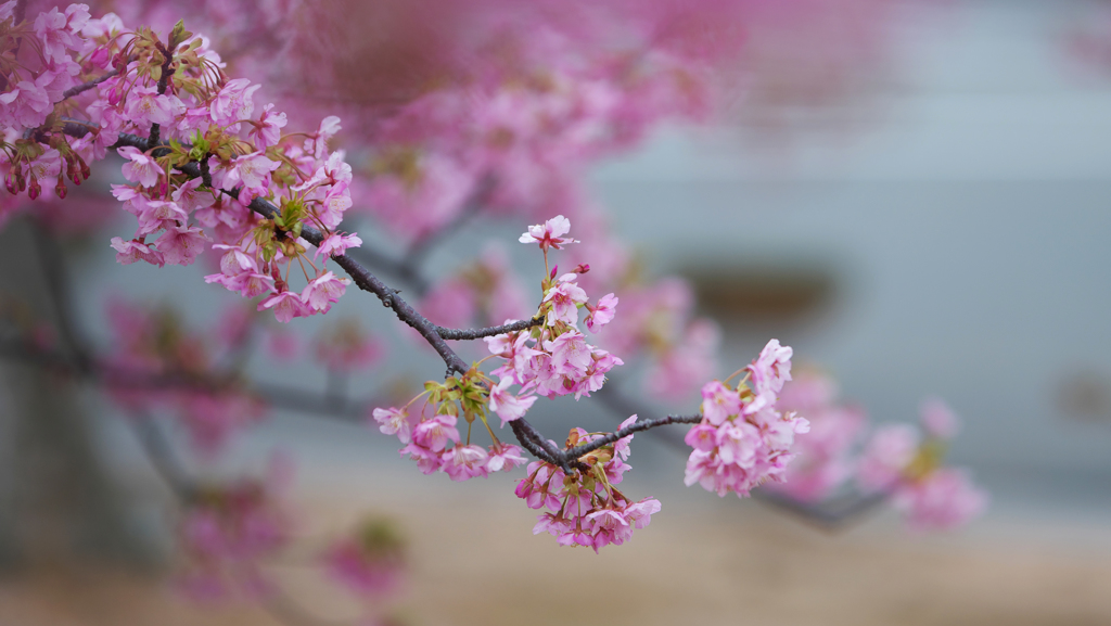 河津桜・１９＿１１